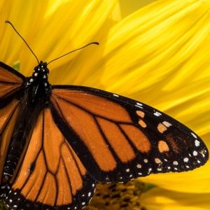 Meet your Posher, Janelle